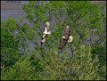 _1SB9292 bald eagle chasing osprey with fish